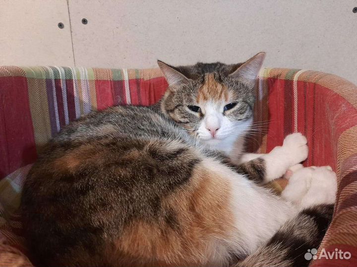 Варька ищет дом, стерилизована