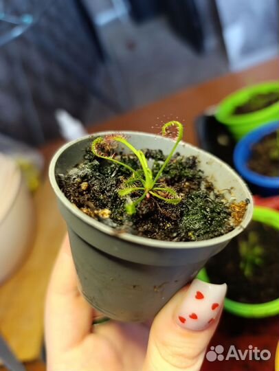 Хищное растение Росянка