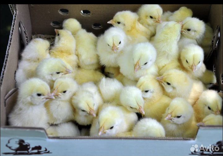 Цыплята бройлеры суточные
