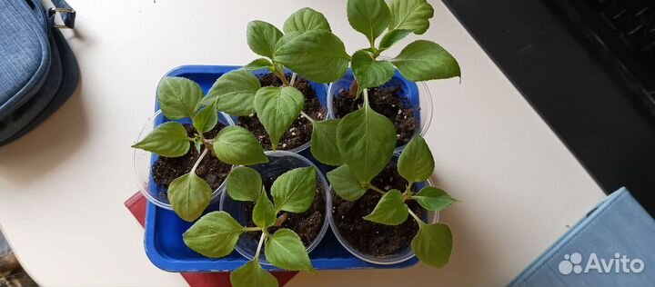 Бальзамин Кристал Блаш