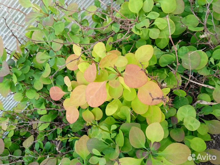 Барбарис съедобный