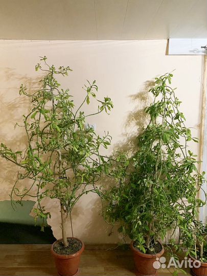 Домашние цветы