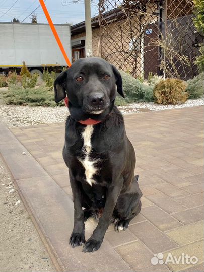 Бывшая домашняя собачка в самые добрые ручки