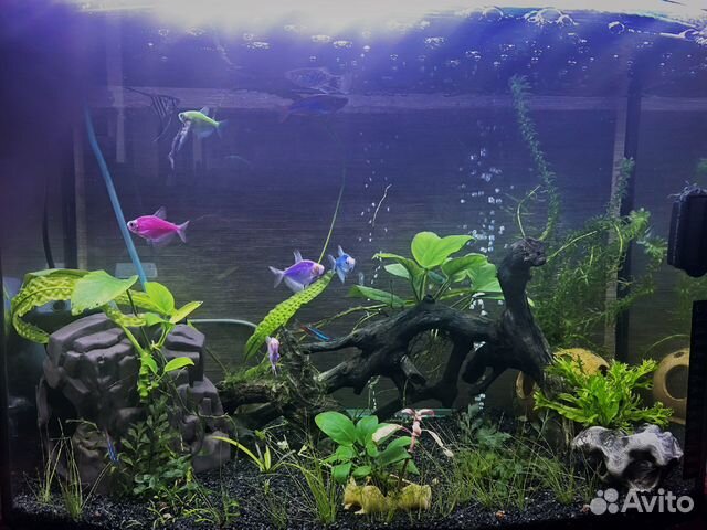 Чистка аквариума