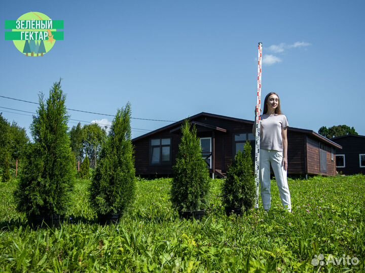 Туи смарагд 80 см свежая копка 2023