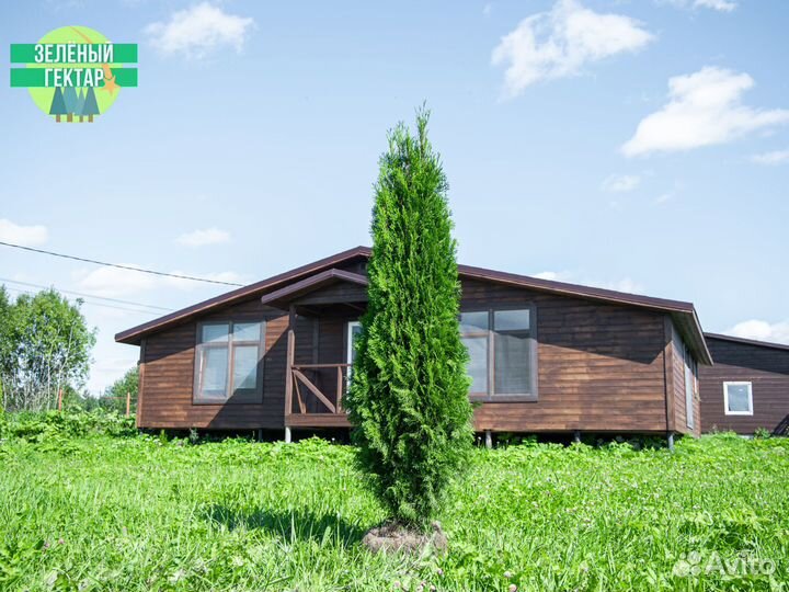 Туи колумна 140 см свежая копка 2023