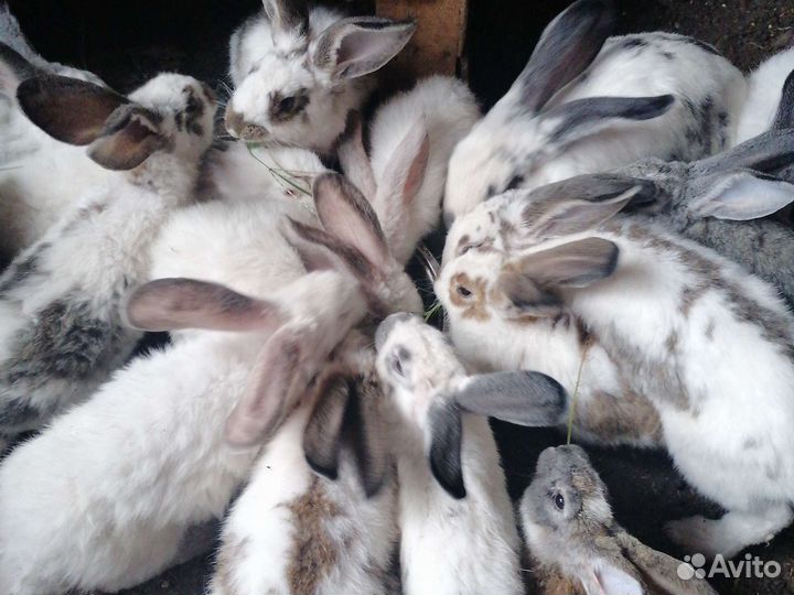 Кролики мясных пород
