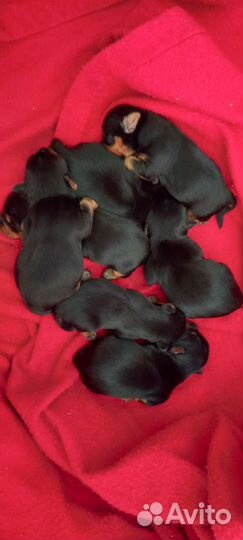 Йоркширский терьер щенки