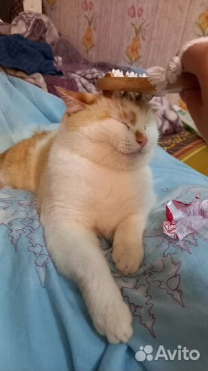 Котик в дар бесплатно