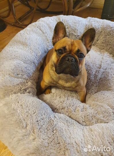 Лежанка для собаки кошки Бесплатная доставка