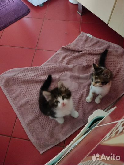 Котики за 1 р