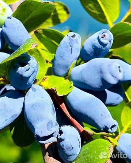 Саженцы жимолости