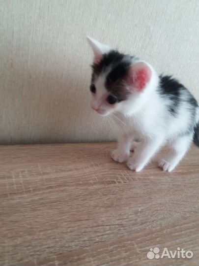 Котята в добрые руки 1 месяц