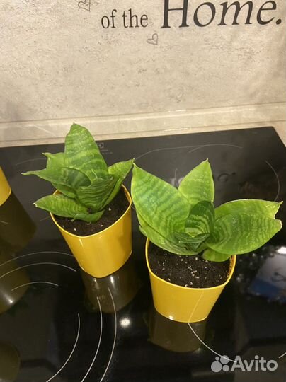 Цветы комнатные, разные