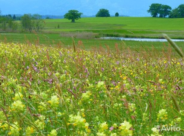 Мед 2024 года из Алтая оптом