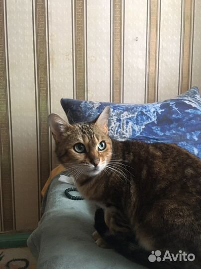 Бенгальская кошка