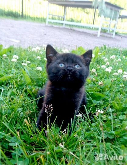 Британские котята