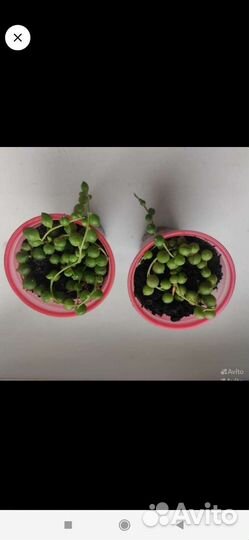 Горох Роули