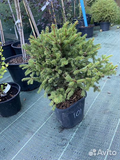 Ель Литл Джем Барри Нидиформис