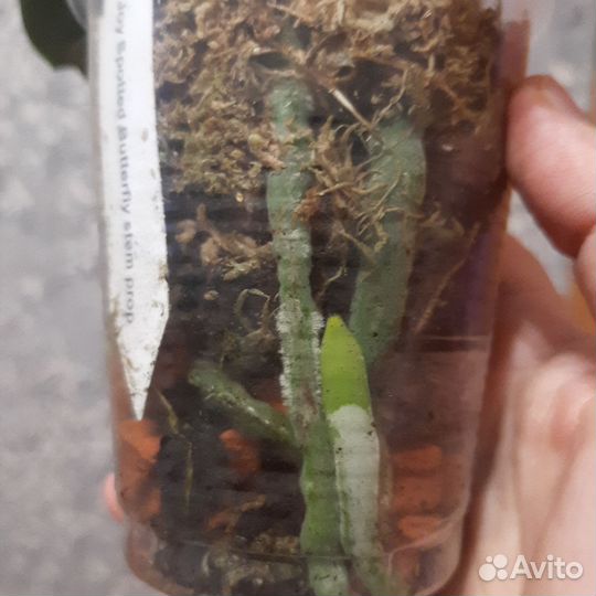 Орхидея Spotted batterfly stem prop