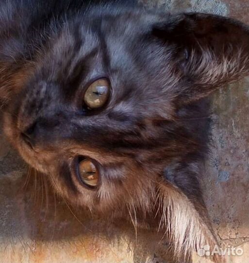 Котята в хорошие заботливые руки