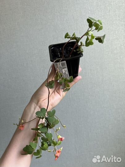 Оксалис (кислица)