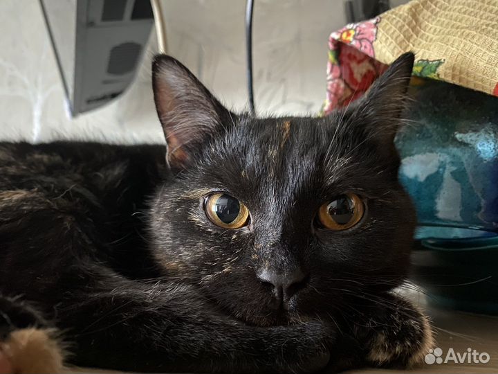 Вязка кошки