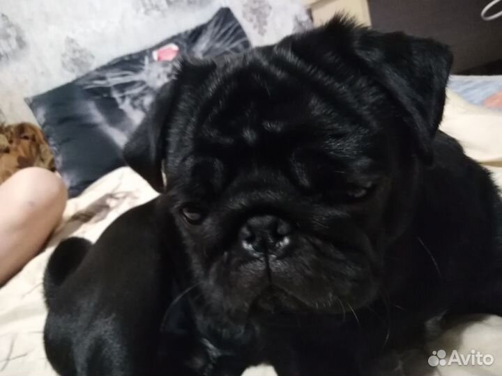 Мопс(вязка)