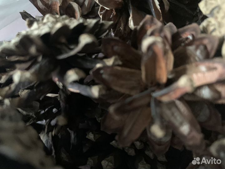 Шишки сосновые из соснового бора