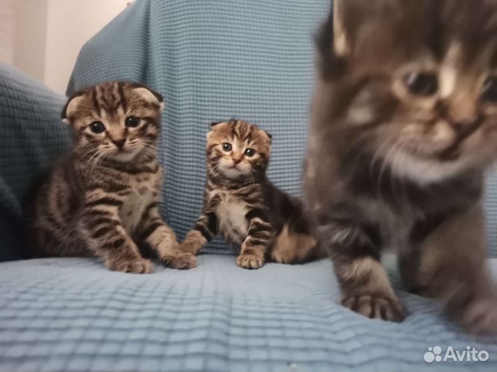 Пушистые бусанчики в добрые руки