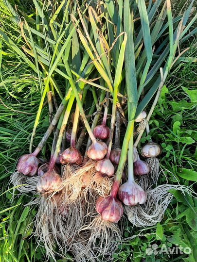 Чеснок свежий