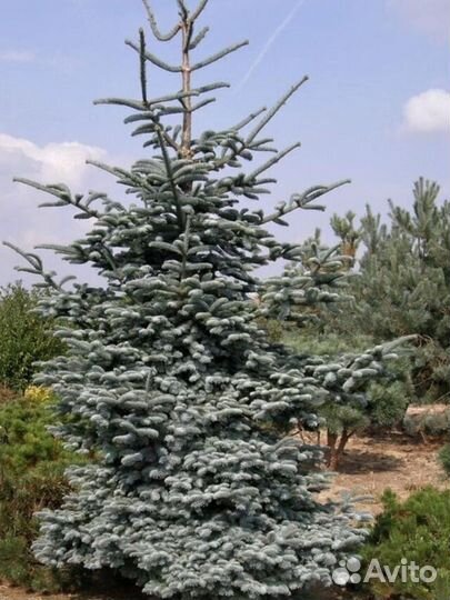 Пихта глаука