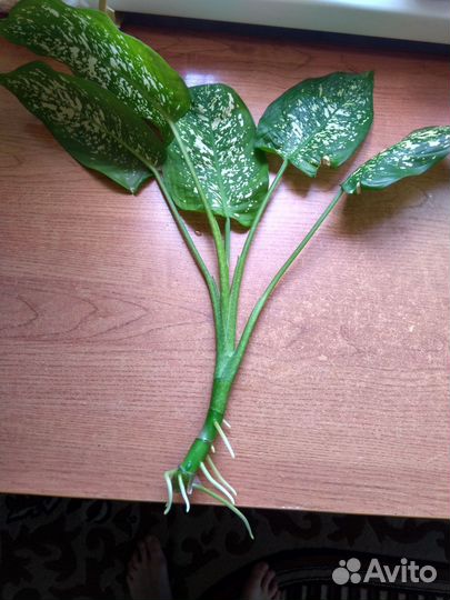 Диффенбахия