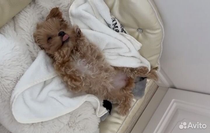 Мальтипу f1 micro mini ai collection korea+cnina