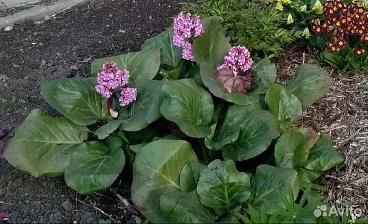 Бадан саженцы