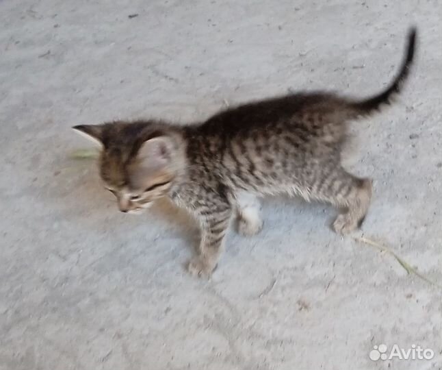 Котята в добрые руки бесплатно