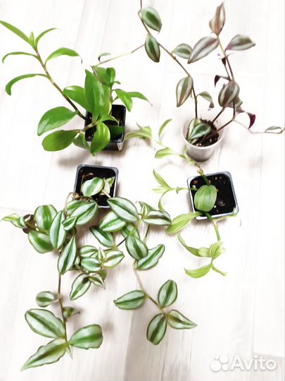 Традесканции 9сортов(одна цена на всё) с фото