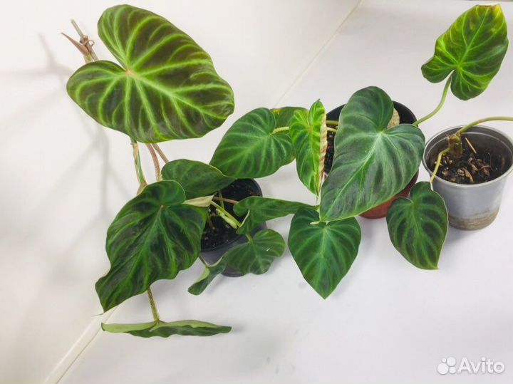 Филодендроны