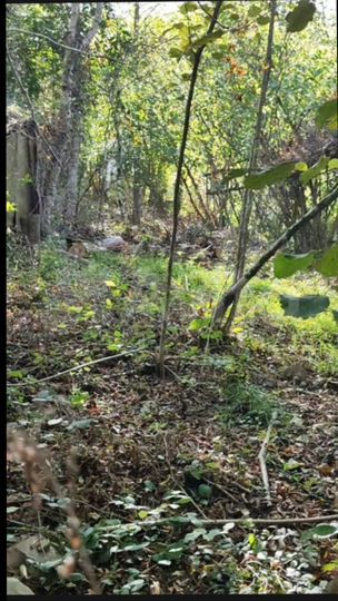 Участок 4,6 сот. (СНТ, ДНП)