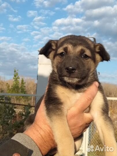 Щенки мальчики и девочки