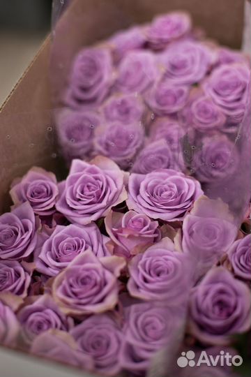 Роза кении, роза 25 шт роза 51 шт роза 101 шт