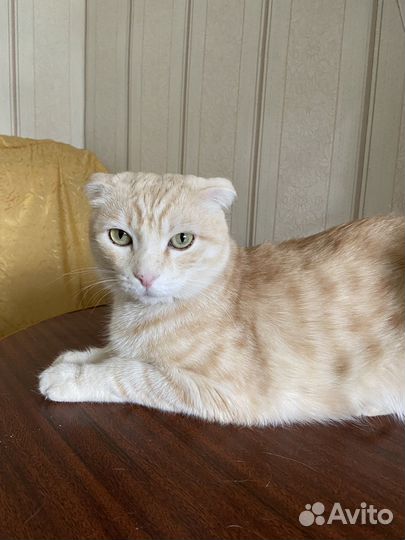 Очень ищем хозяина