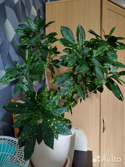 Комнатные цветы: Кротон