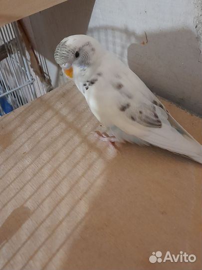 Волнистый попугай