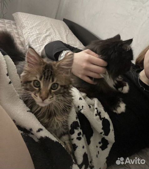 Зоопсихолог/Фелинолог для кошек