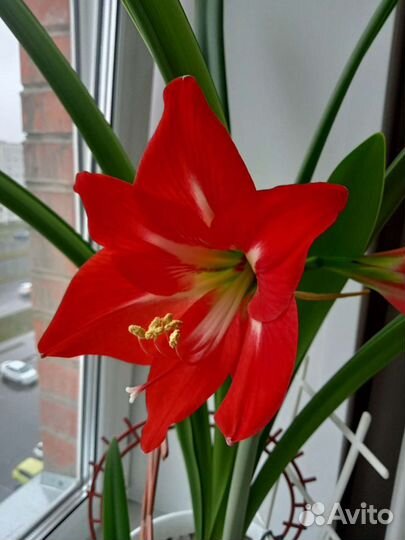 Гиппеаструм