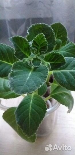 Глоксиния махровая красная с белым краем