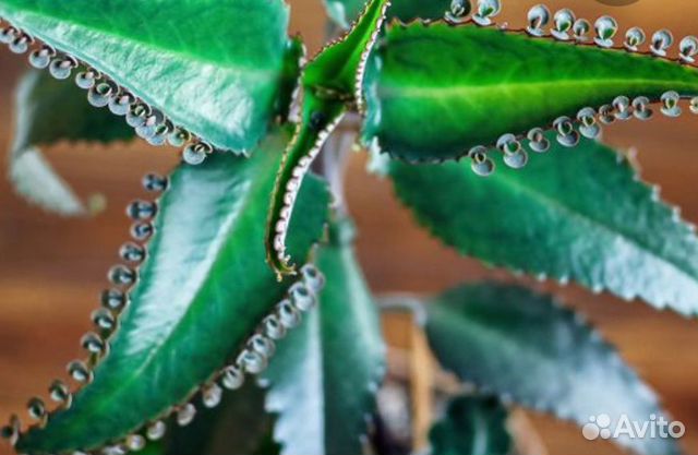 Каланхоэ лечебное