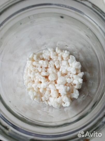 Кефирный тибетский молочный гриб