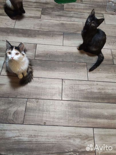 Кошка в дар бесплатно